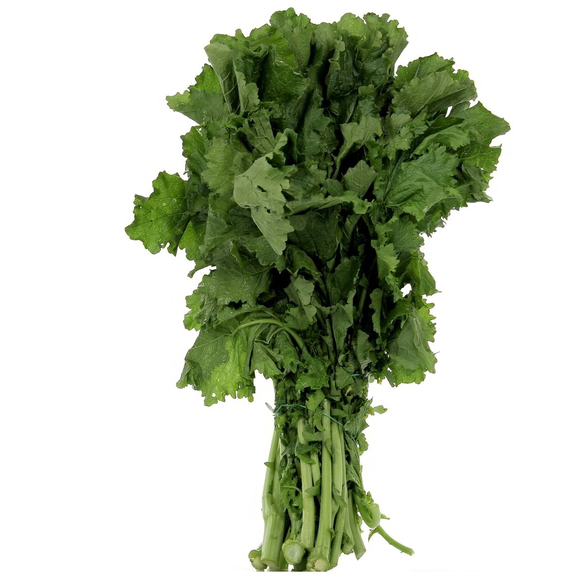 Cime Di Rapa A Mazzi confezione da circa 900 g