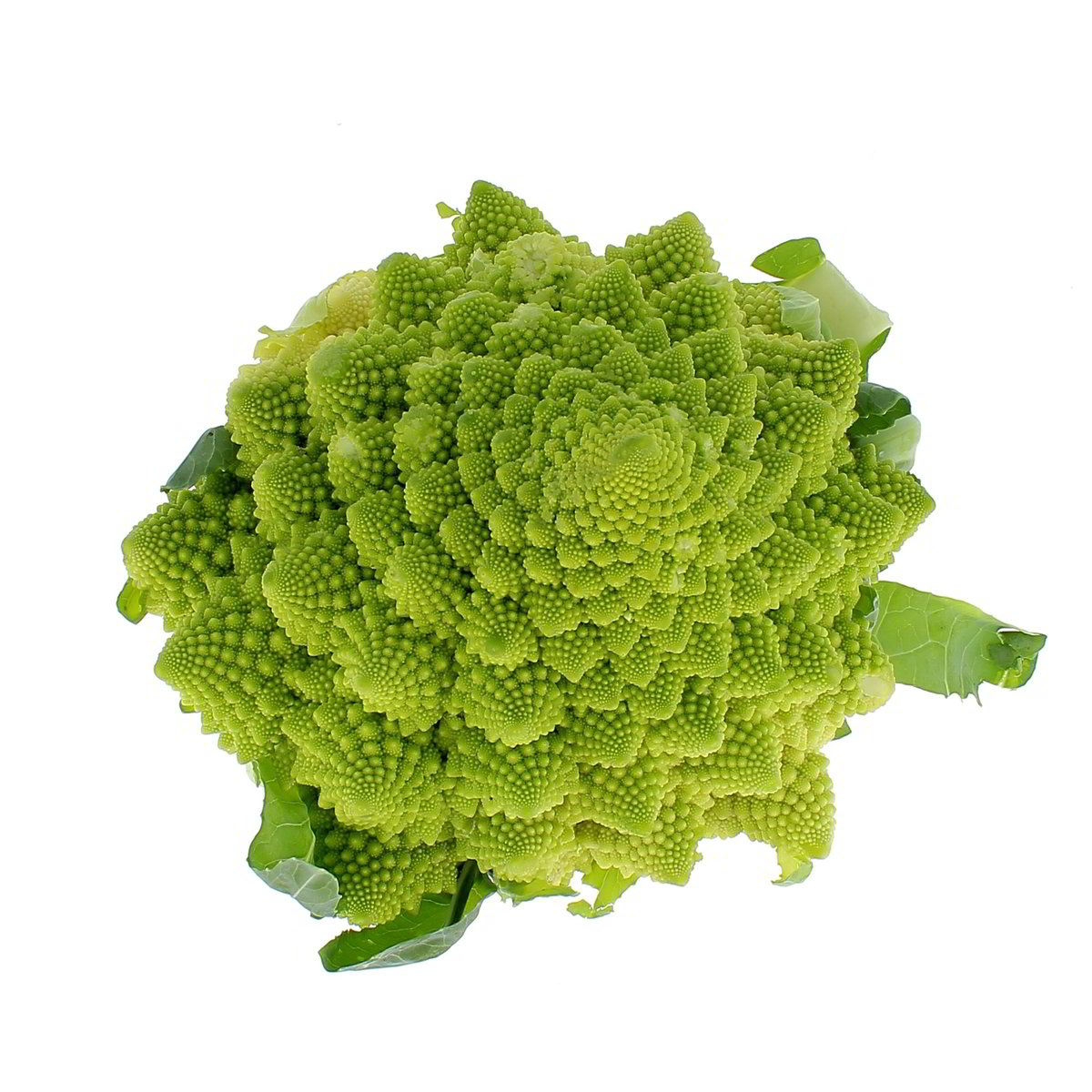 Cavolo Romanesco (CAVOLFIORE) confezione da circa 1 kg