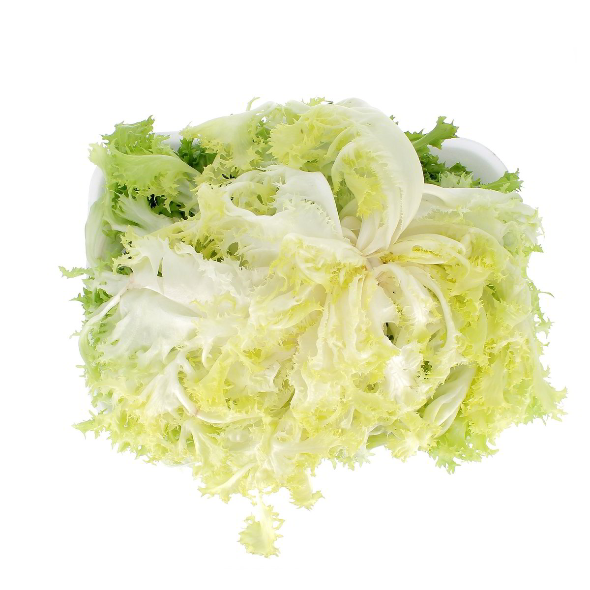 Indivia Riccia confezione da circa 900 g