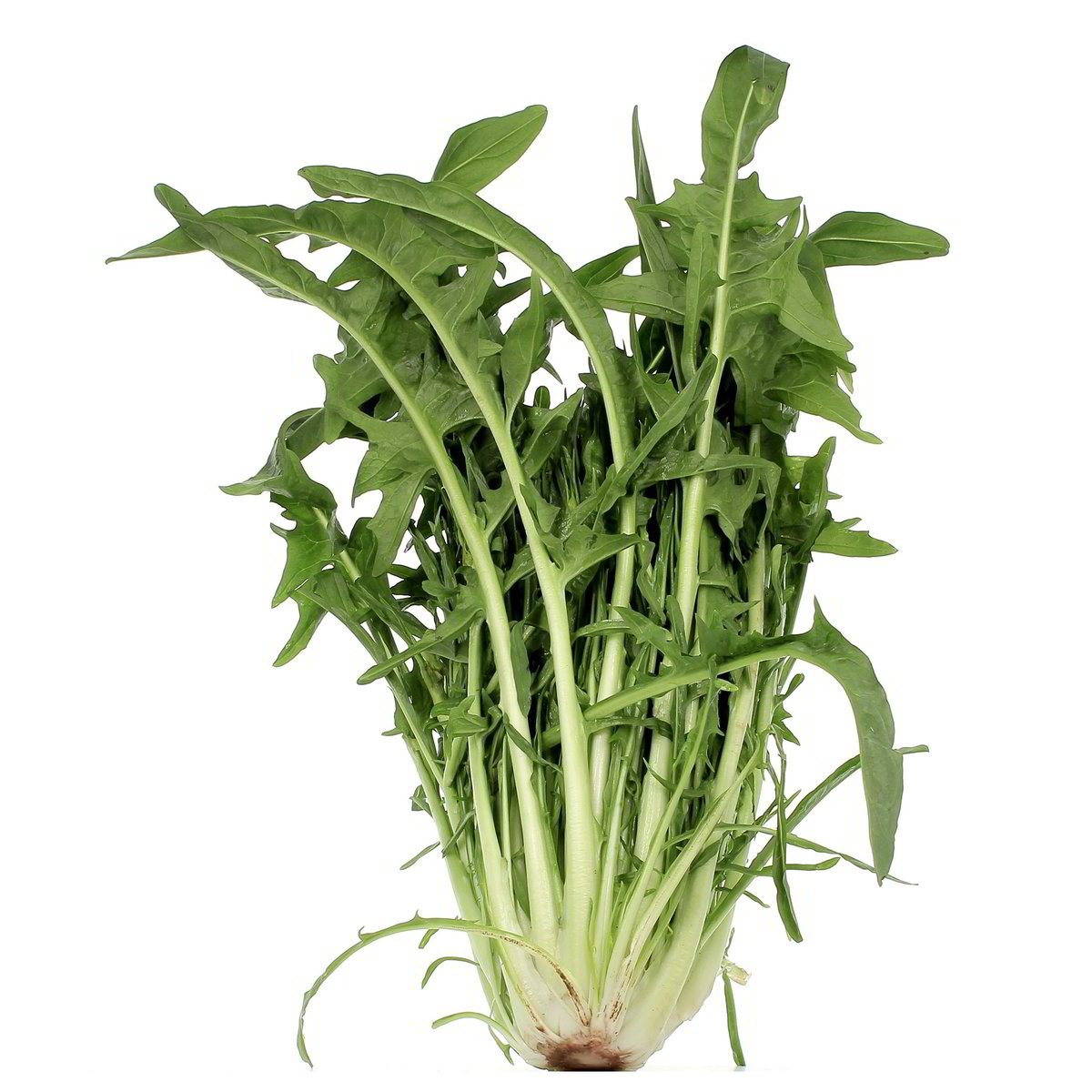 Puntarelle confezione da circa 1 kg