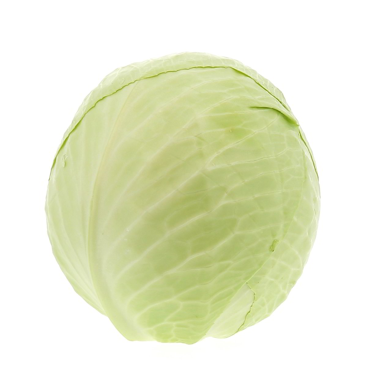 Cavolo Cappuccio Bianco confezione da circa 1,5 kg
