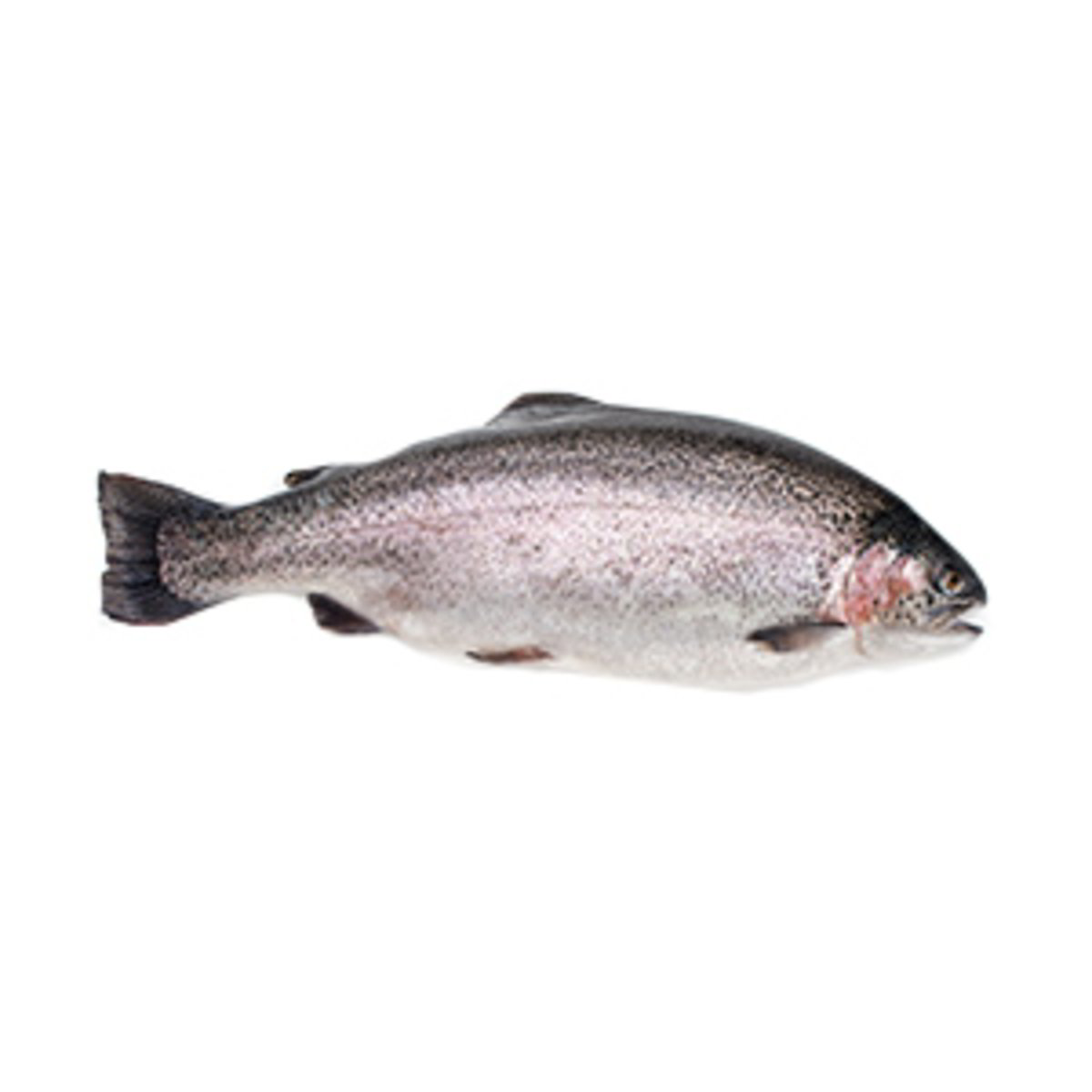 Trota Iridea Salmonata - Pesce Intero Eviscerato confezione da circa 600 g