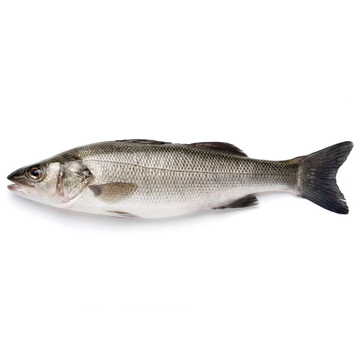 Spigola Senza Antibiotici - Pesce Intero Eviscerato confezione da circa 300 g