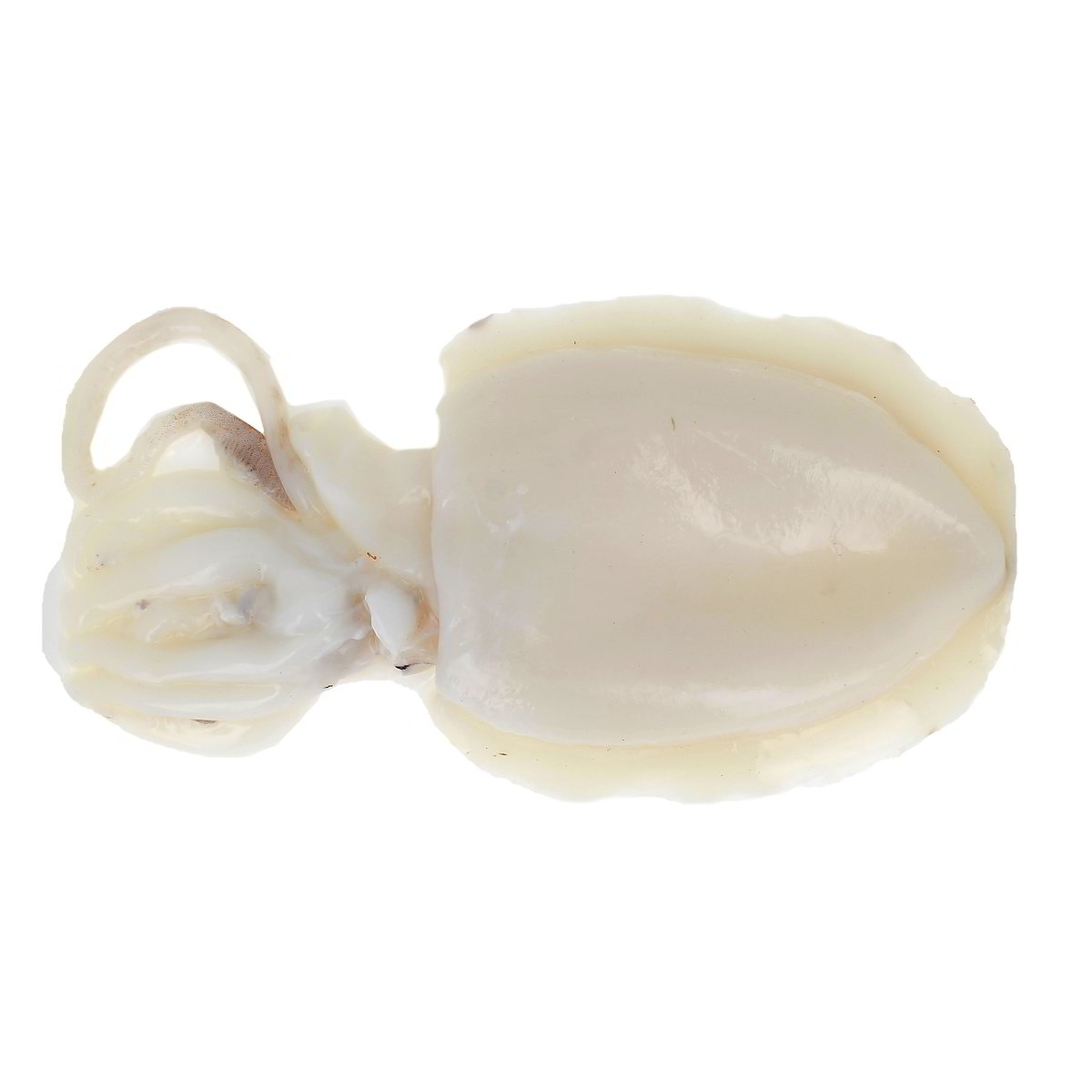 Seppia Pulita confezione da circa 500 g