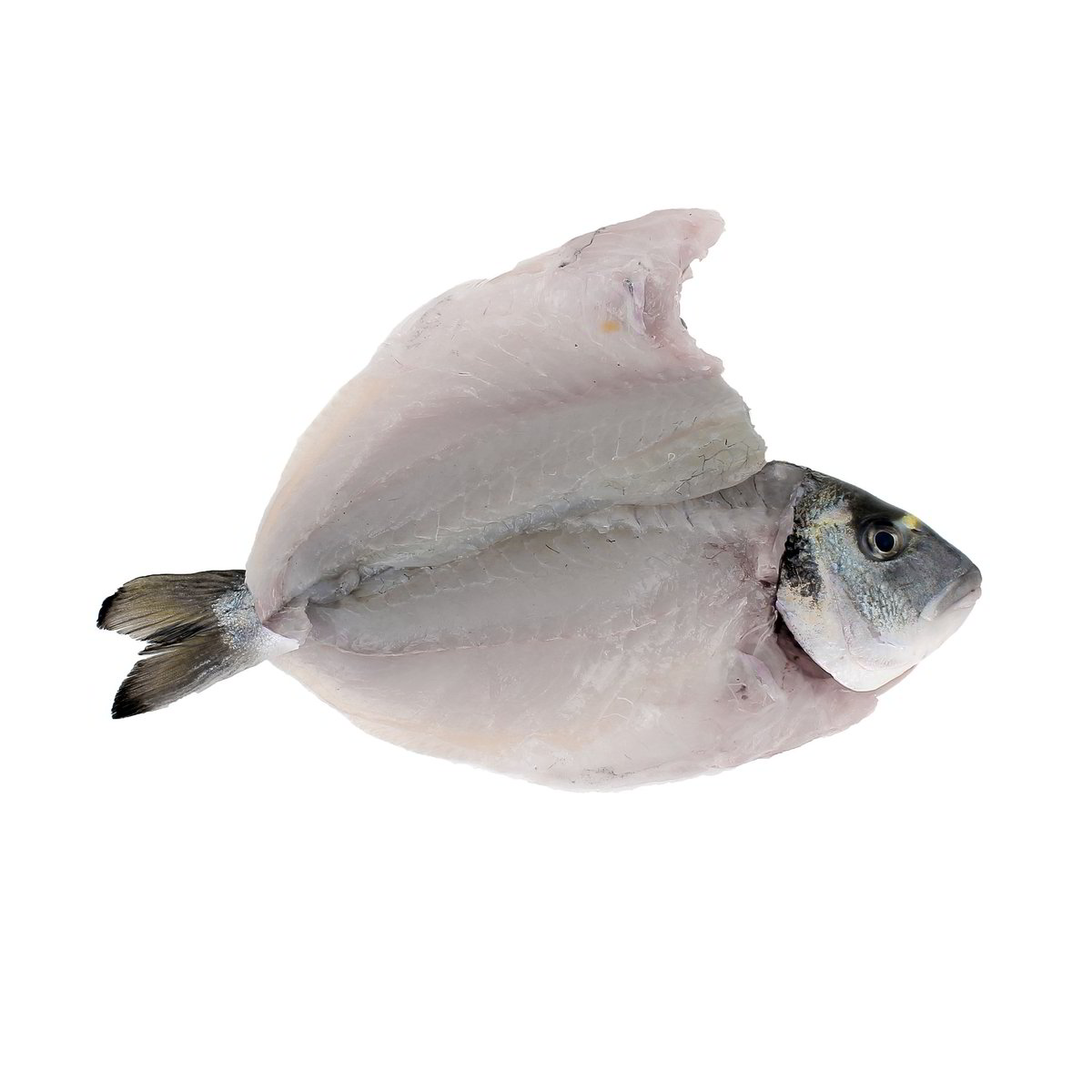Orata - Aperta Spinata - Eviscerata confezione da circa 250 g