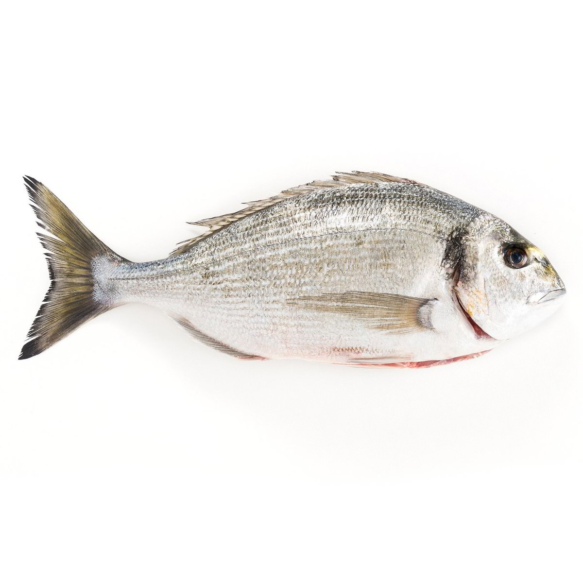 Orata Senza Antibiotici - Pesce Intero Eviscerato confezione da circa 300 g