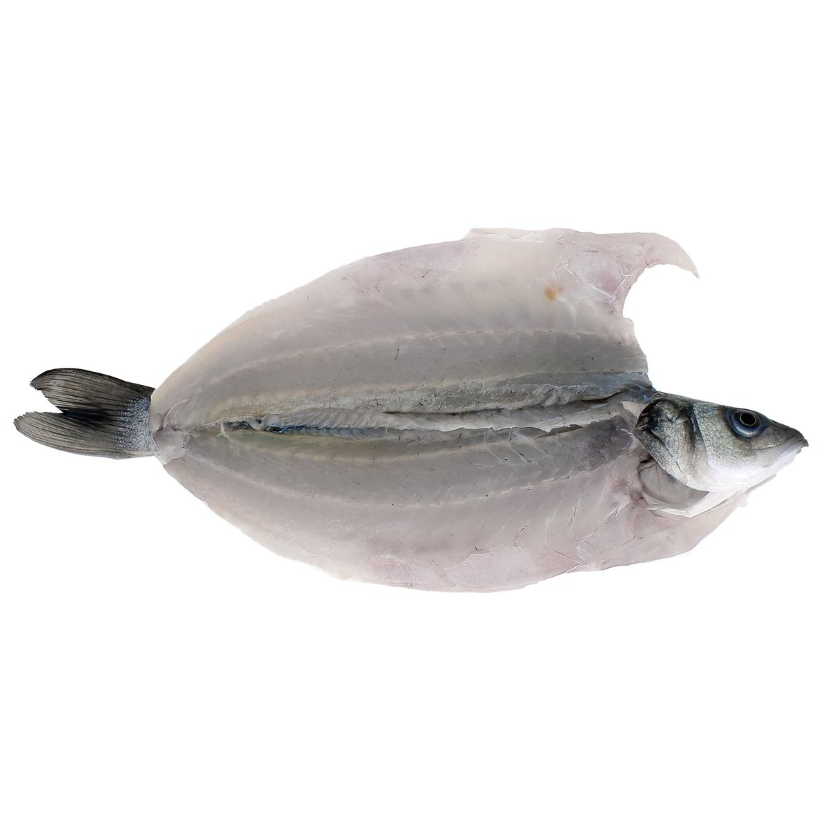 Spigola - Aperta Spinata - Eviscerata confezione da circa 250 g