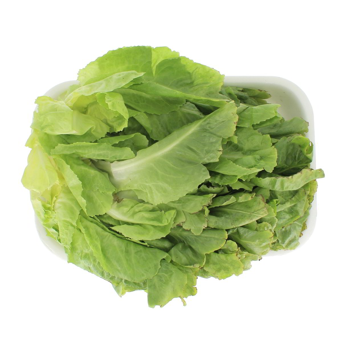Indivia Scarola Lavata confezione da circa 1 kg