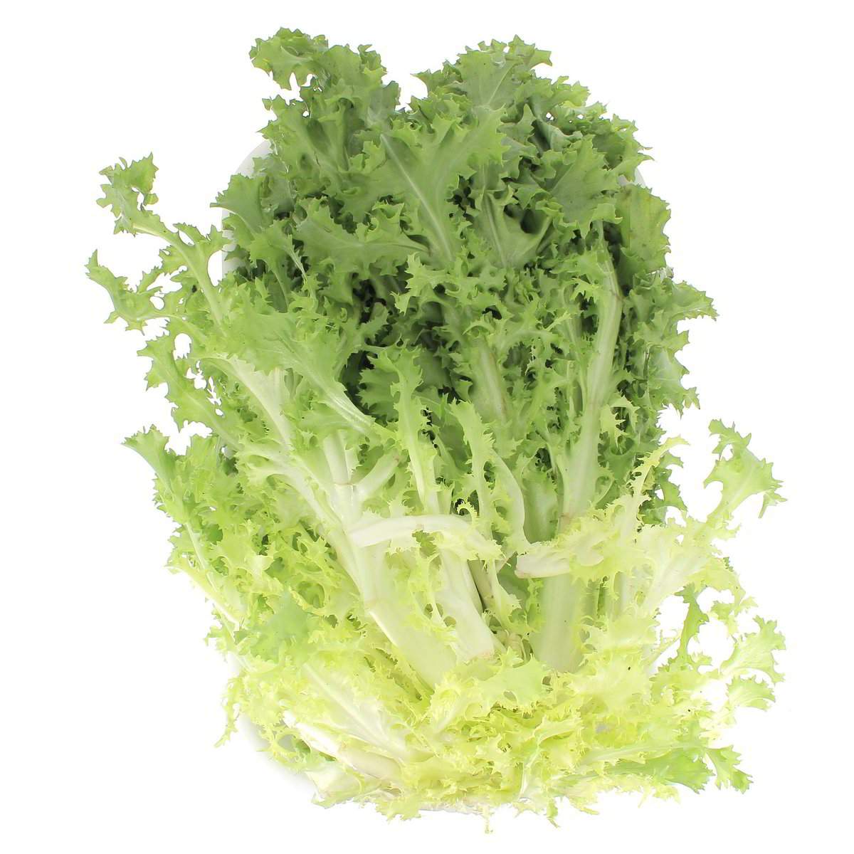 Indivia Riccia Lavata confezione da circa 900 g