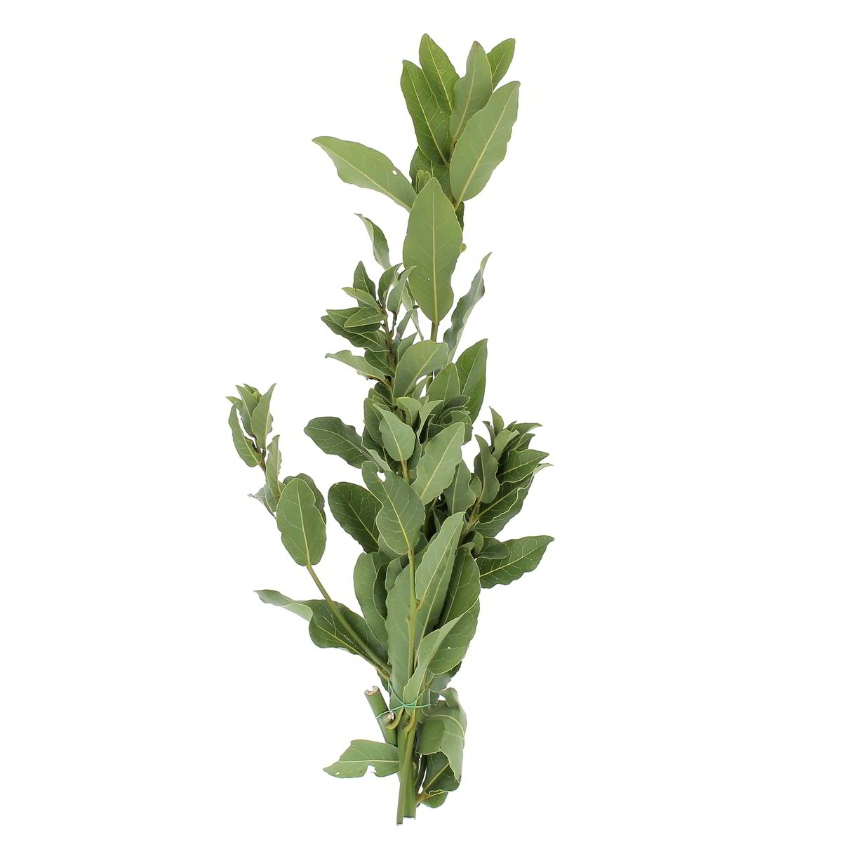 Alloro confezione da circa 90 g